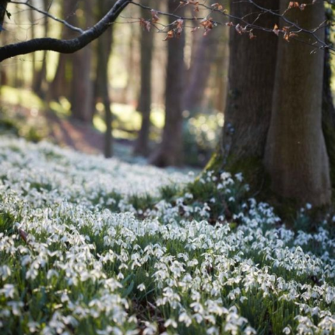 Spring Renewal and Grounding: How to Reset Body and Mind Naturally